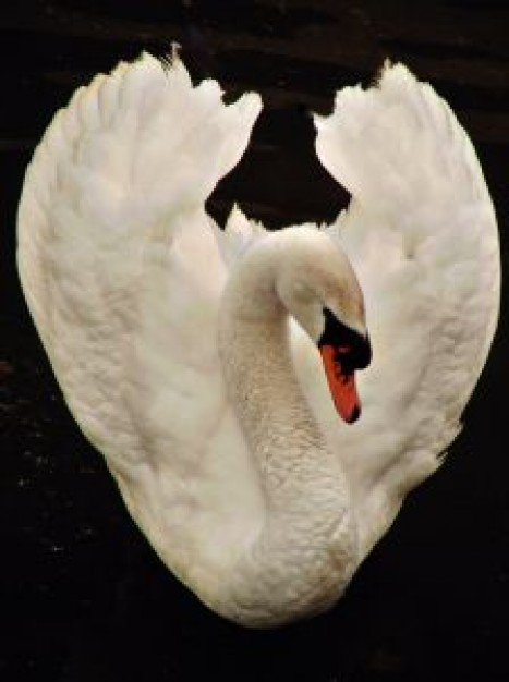 Arts swan Photography about Photographers Shopping Mute Swan Color Swan